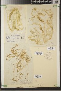 Enteromorpha intestinalis f. tubulosa image