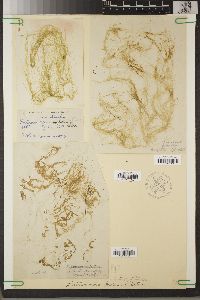 Enteromorpha intestinalis f. tubulosa image