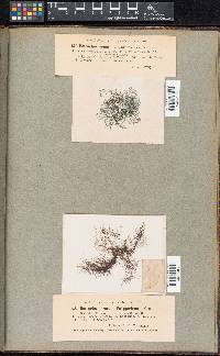 Batrachospermum puiggarianum image