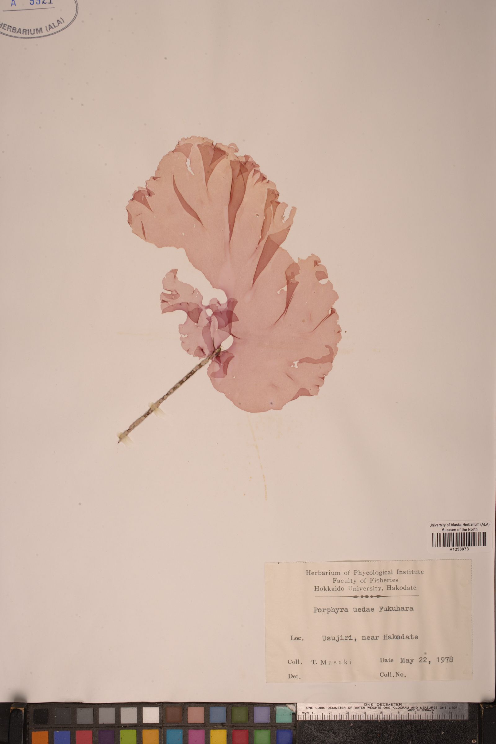 Porphyra variegata image