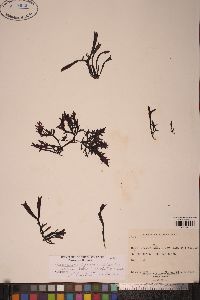 Mastocarpus jardinii image