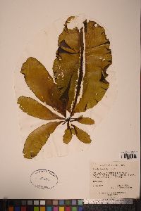 Alaria marginata image