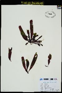 Palmaria hecatensis image