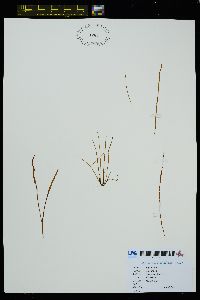 Scytosiphon lomentaria image