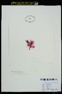 Membranoptera spinulosa image