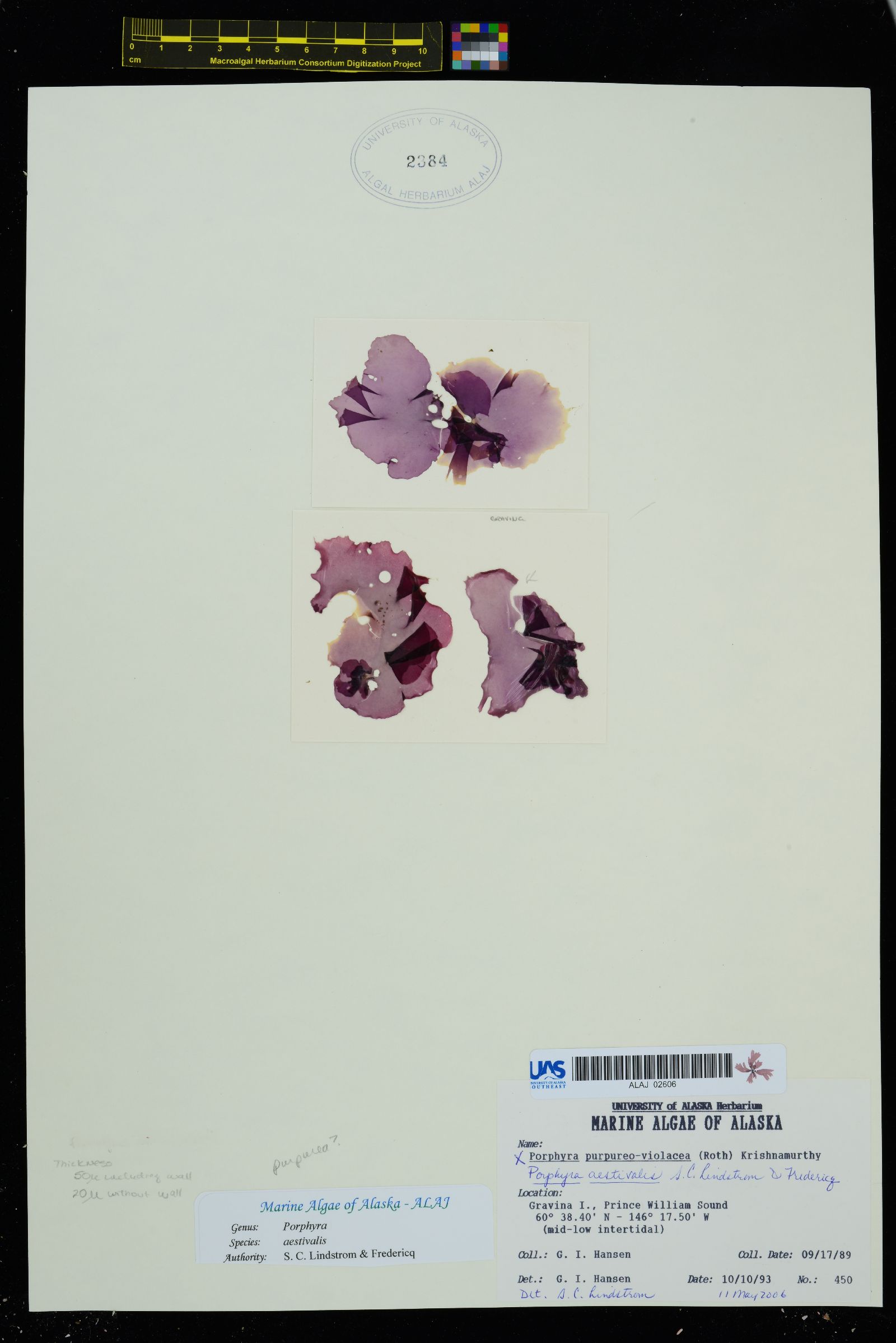 Boreophyllum aestivale image