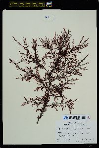 Neoptilota asplenioides image