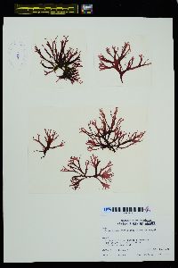 Palmaria callophylloides image