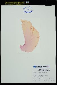 Wildemania variegata image