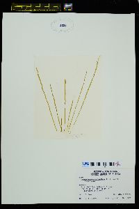 Capsosiphon groenlandicus image