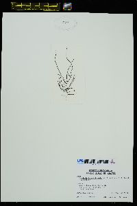 Chordaria flagelliformis image