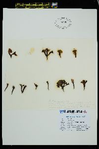 Mazzaella laminarioides image