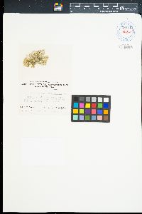 Microdictyon setchellianum image