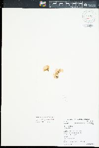 Chrysymenia glebosa image