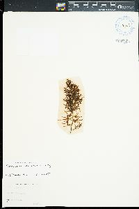 Sargassum obtusifolium image