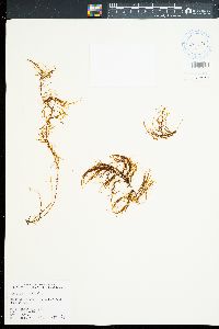 Sargassum obtusifolium image