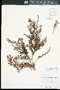 Sargassum aquifolium image