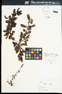 Sargassum aquifolium image