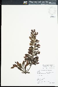 Sargassum aquifolium image