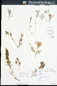 Sargassum obtusifolium image