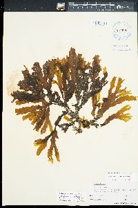 Spatoglossum macrodontum image