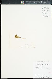 Sphacelaria rigidula image