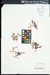 Gracilaria dawsonii image