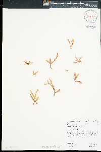 Gracilaria dawsonii image