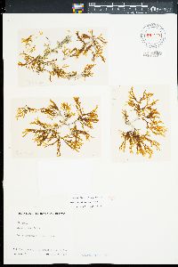 Dictyota sandvicensis image