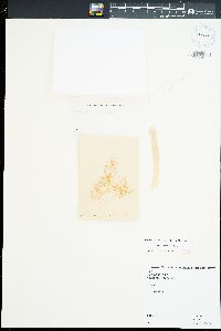 Champia vieillardii image