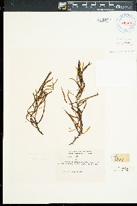 Herposiphonia arcuata image