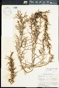 Sargassum aquifolium image