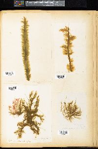 Ectocarpus hincksiae image