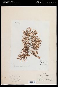 Sargassum myriocystum image