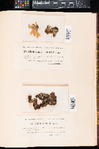 Colpomenia tuberculata image