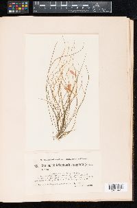 Chaetomorpha melagonium image