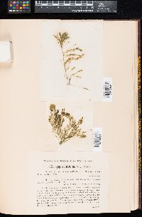 Bryopsis corticulans image