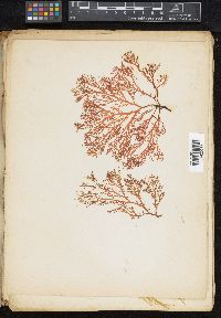 Gigartina coronopifolia image