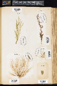 Sargassum filipendula var. montagnei image