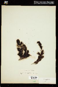 Cystophora subfarcinata image