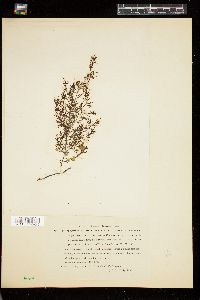 Cystophyllum lepidium image
