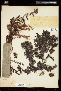 Sargassum echinocarpum image