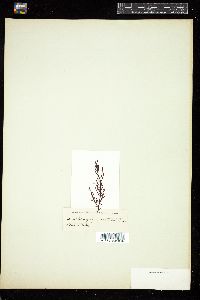 Nizymenia conferta image