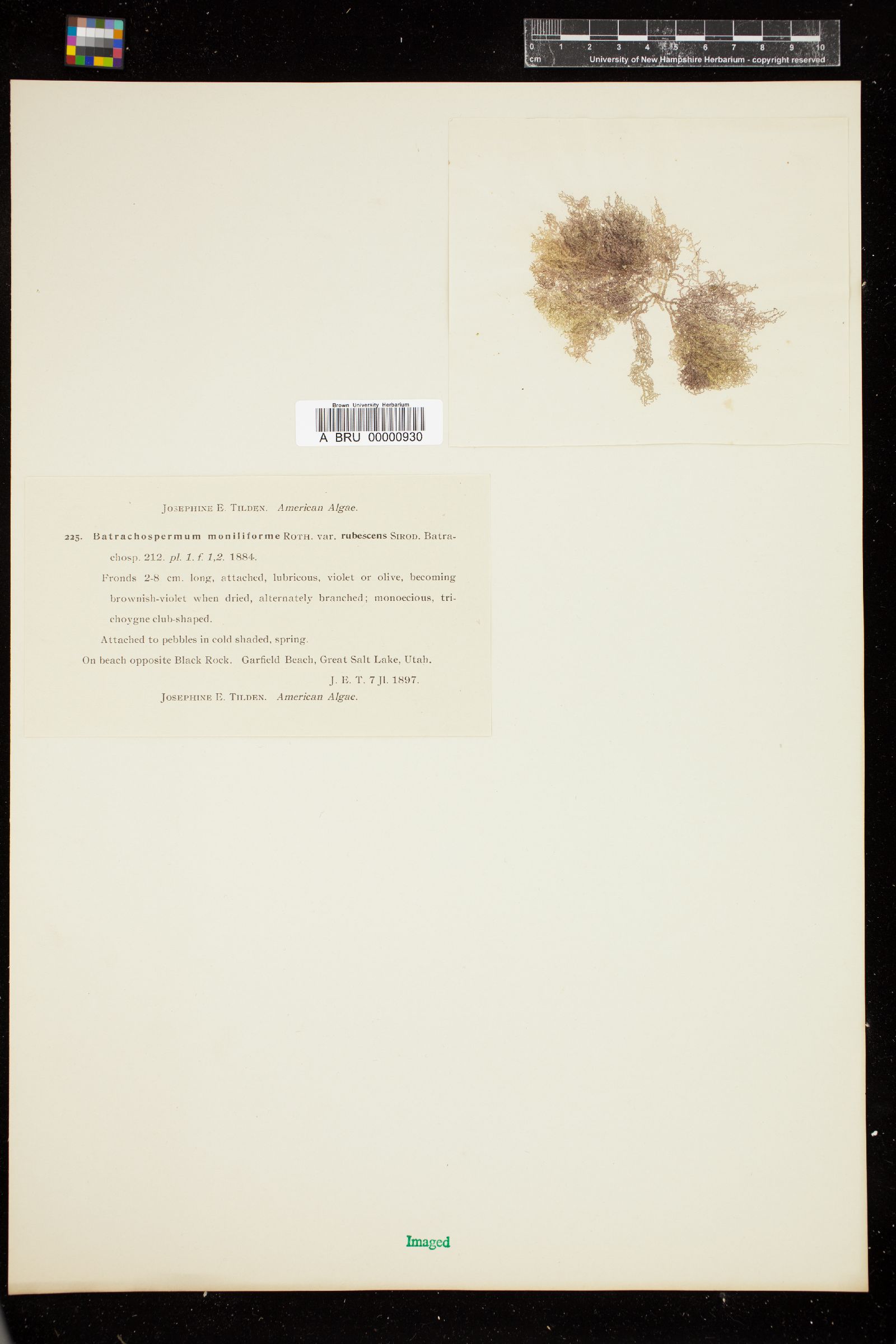 Batrachospermum moniliforme var. rubescens image