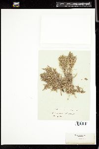Jania micrarthrodia image