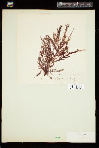Euptilota articulata image