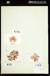 Rhodophyllis bifida image