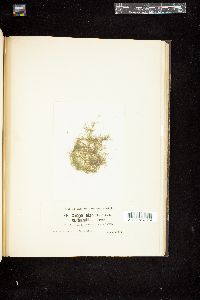 Spirogyra insignis image