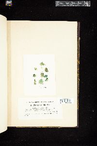 Cylindrospermum majus image