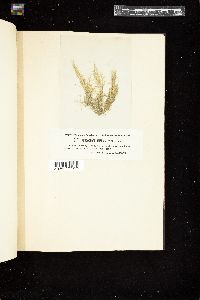 Cladophora alaskana image